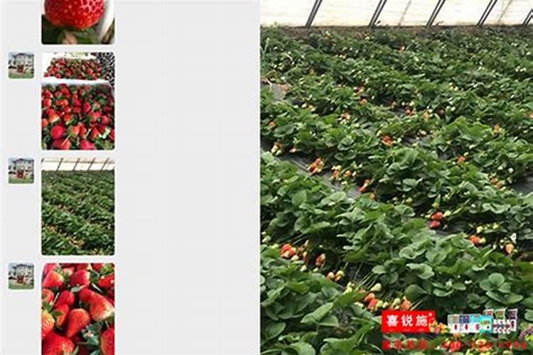没想到海藻也能用来制作养花的肥料, 夏天的时候特别有用