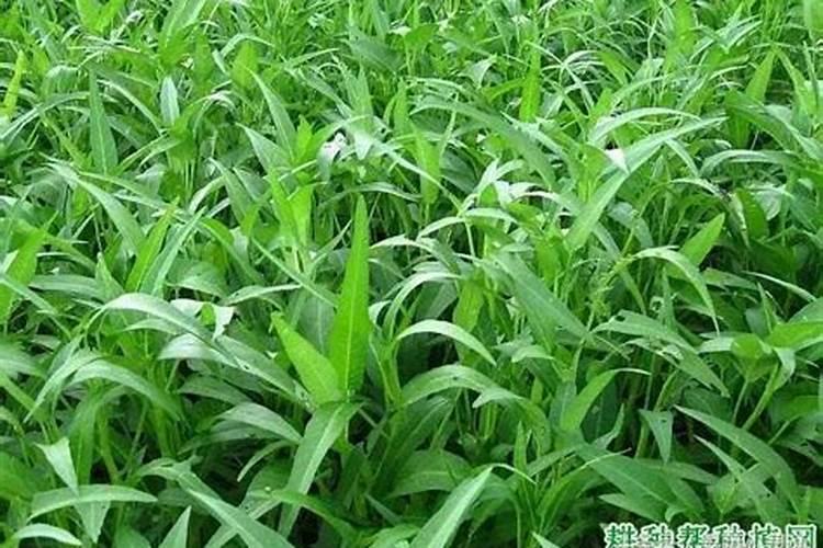 空心菜烧苗怎么办