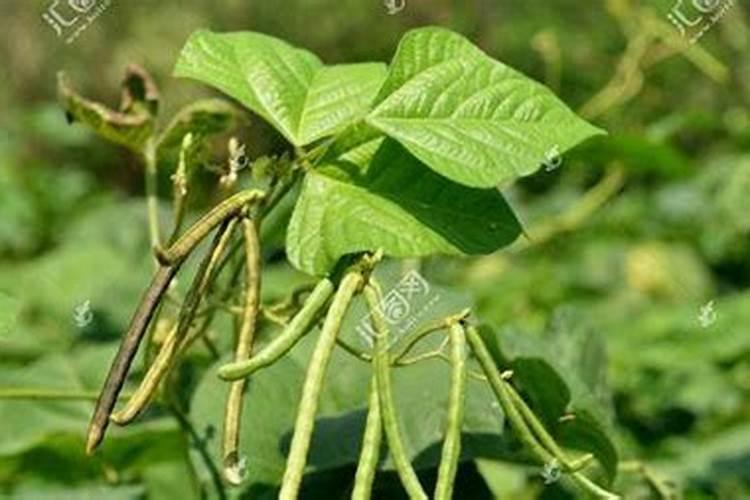 绿豆打什么药能高产和上什么肥料？