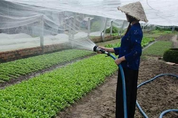老师你好看看怎么了百菌清打了