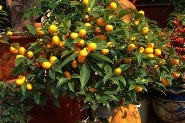 丑八怪橘子树种植技术