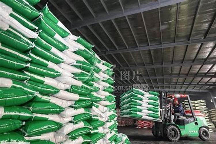 摇钱树施肥方法,用什么肥好