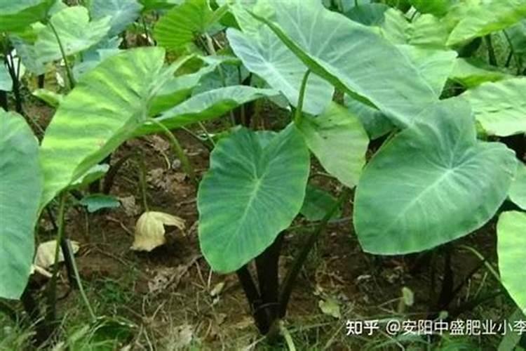 芋头用什么肥料最好？