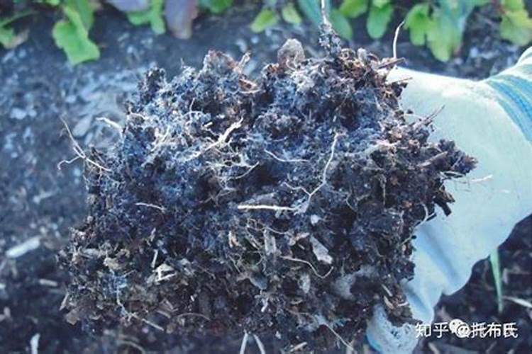 水稻施磷肥有什么作用