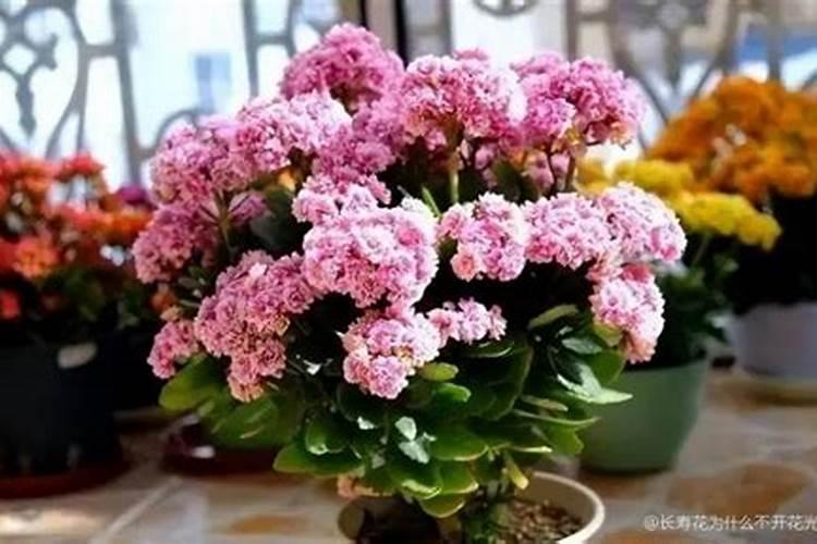 菠萝翠花为什么不开花了