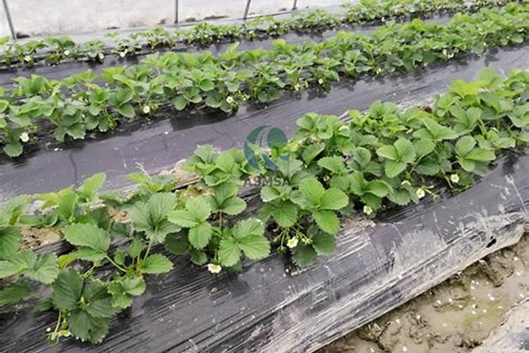 油菜什么时候施硼肥