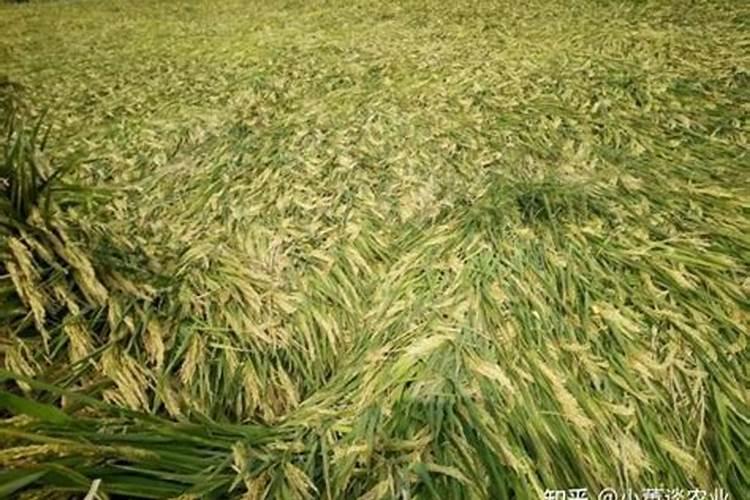 玫瑰花放车里一晚上会不会死掉