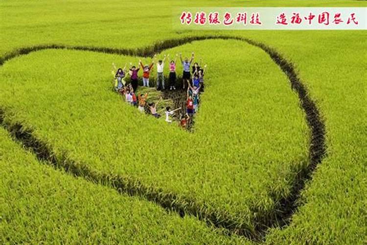 菠萝是用什么才能弄熟呀