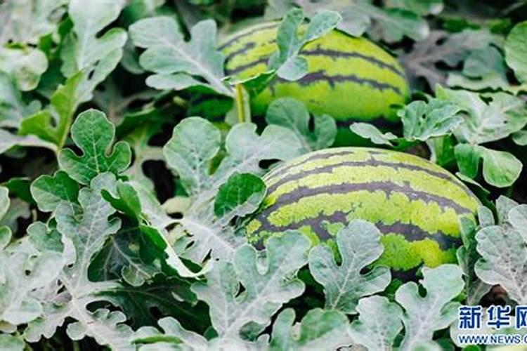 精盐过期了还可以吃吗