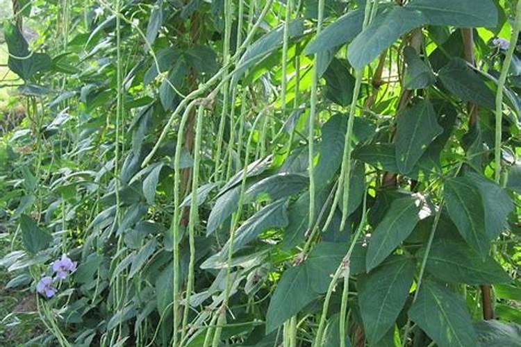 菠萝种花盆用什么土好