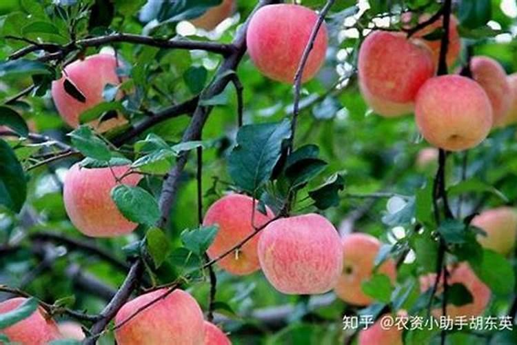 什么肥料促进根系生长
