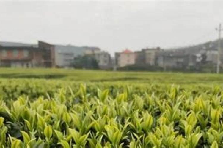 磷酸二氢钾的正确用法