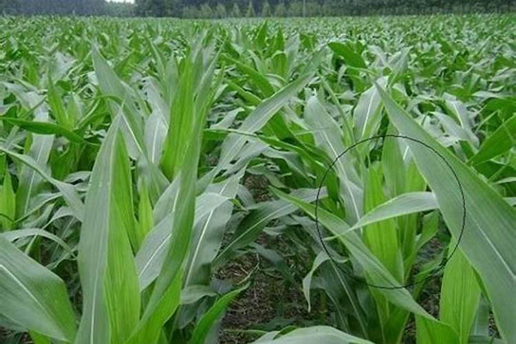 玉米最后一次液面肥打什么好