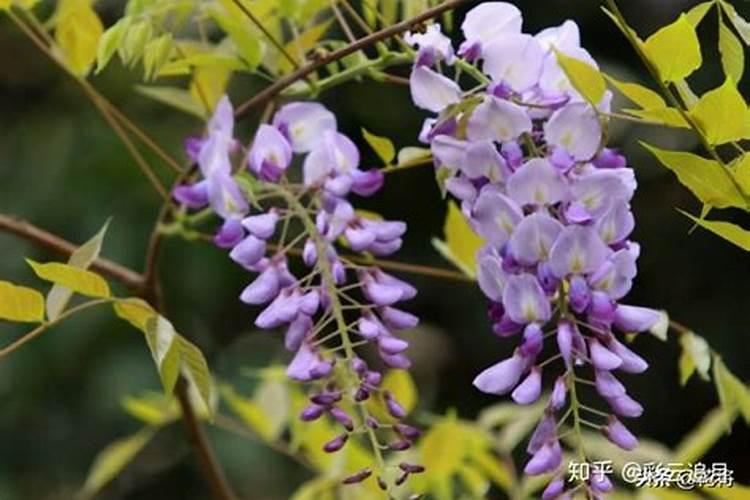 君子兰施肥时间