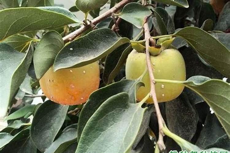 柿子树结柿子后用什么肥料膨果？