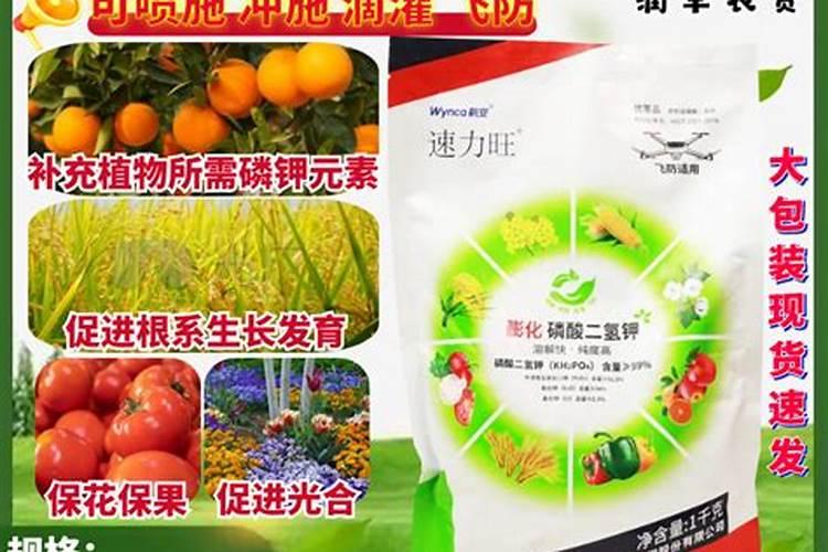 太阳花掉叶子光杆了