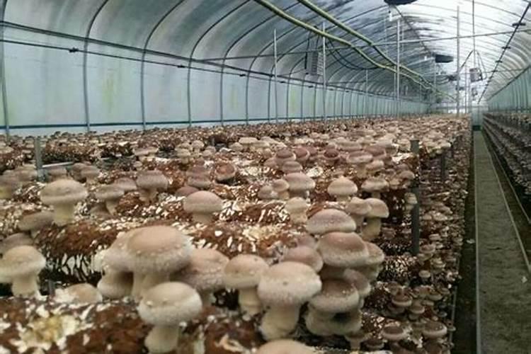 种植辣椒施钾肥效果好还是尿素效果好？你怎么看？