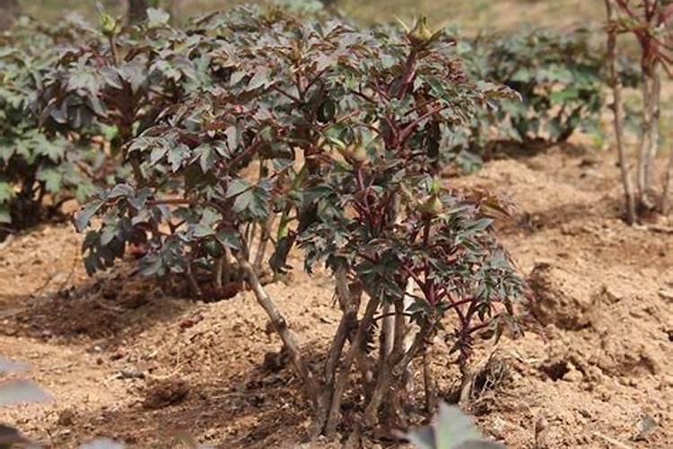 牡丹开花时可以施肥吗