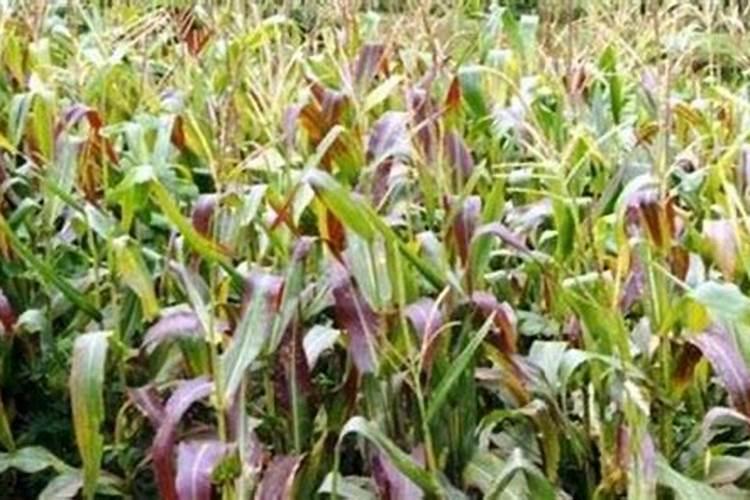 盛果期苹果园如何施肥