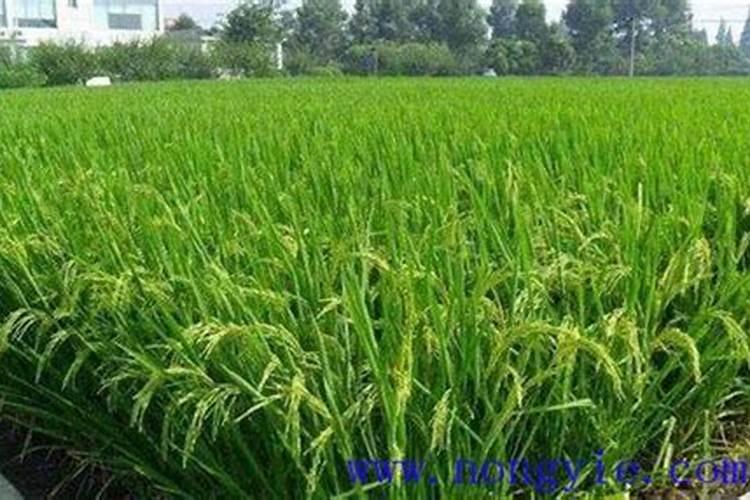 水稻秧苗什么时候施首次肥比较好？