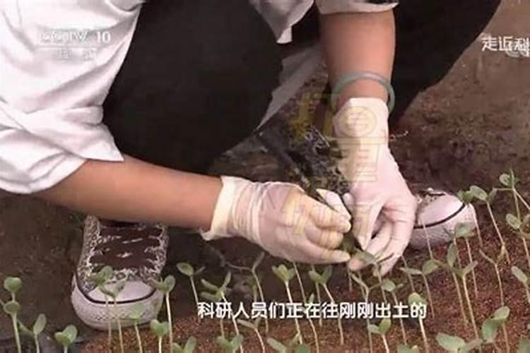 水溶性有机肥基本定义