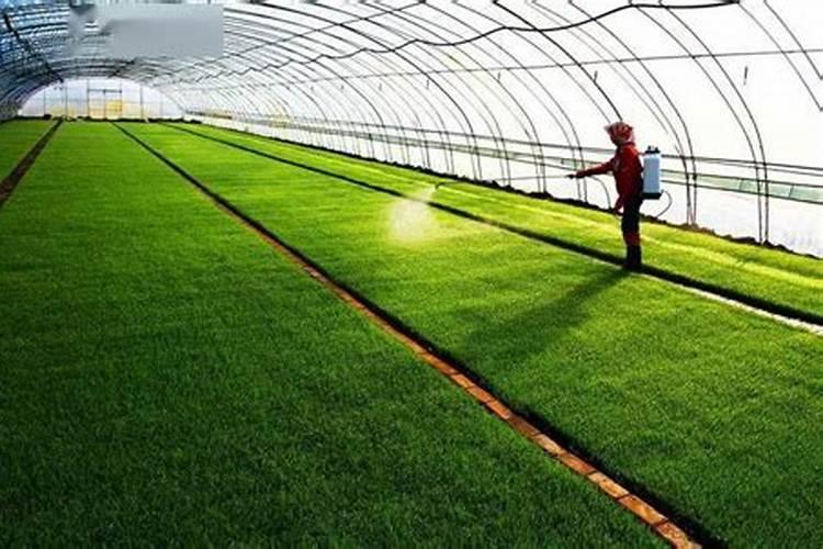 水稻秧苗什么时候施首次肥比较好？