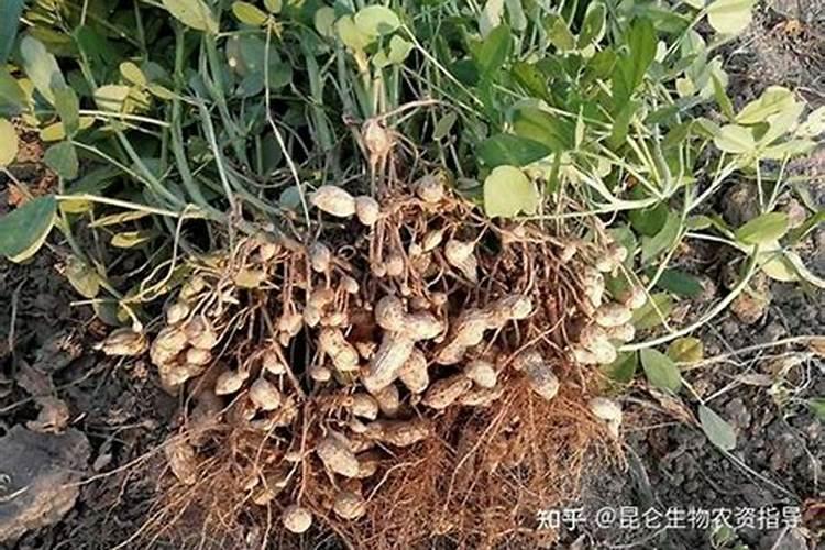 种花生底肥用什么肥 花生需要什么肥料才能高产