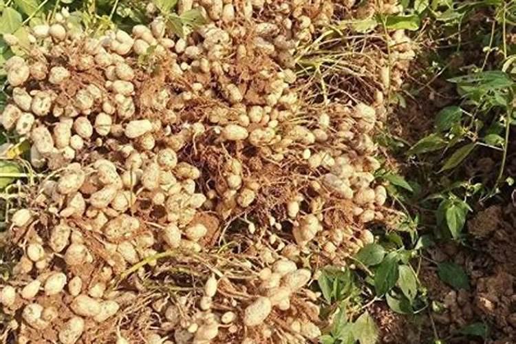 花生开花期要施什么肥