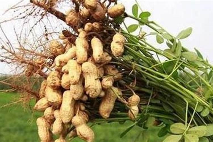 种植花生施什么肥料好