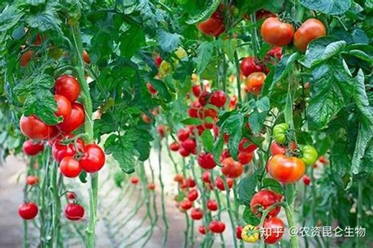西红柿施肥的正确方法