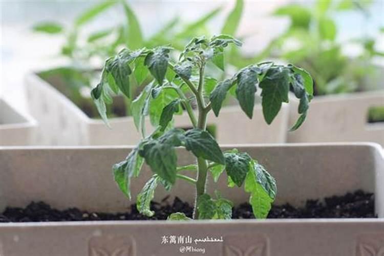 很多农民种植西红柿会施叶面肥,这么做有什么好处呢？