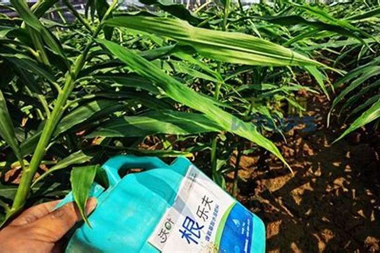 家里养的植物怎么施肥