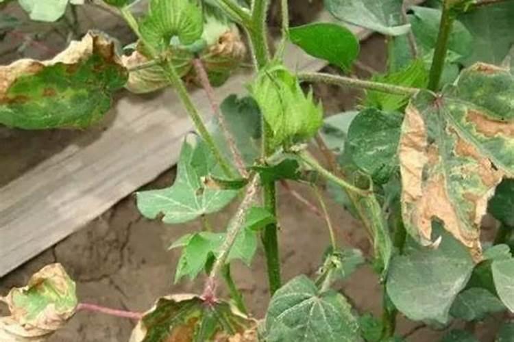 三个十五的复合肥和硝酸磷钾肥哪个肥效更好