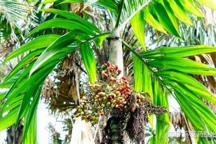 槟榔树怎么种植(详解槟榔树的栽培技术)