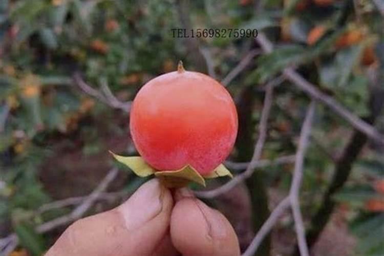 蟹池施用生石灰应注意哪些问题