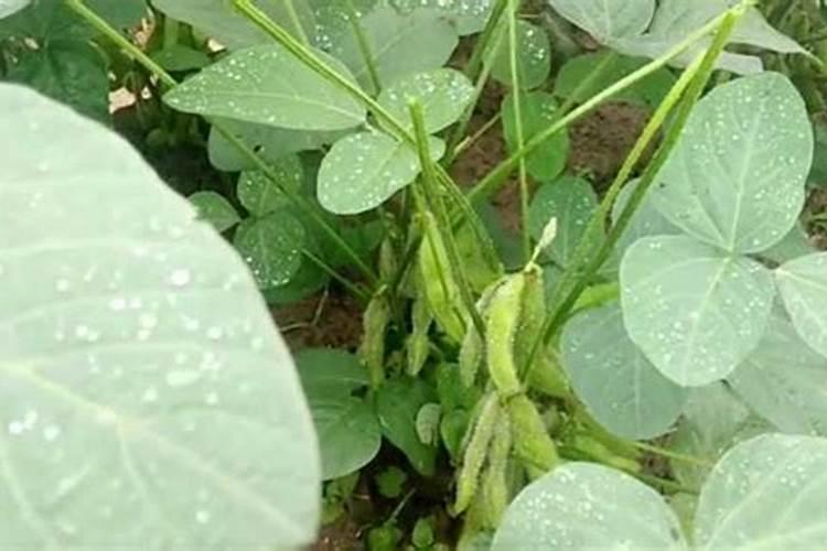 水稻施磷肥有什么作用