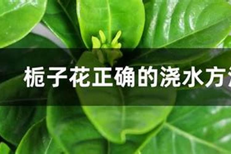 无花果应该用什么复合肥,是用硫酸钾还是氯化钾