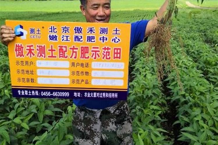 番茄什么时候冲钙肥好 注意事项有哪些