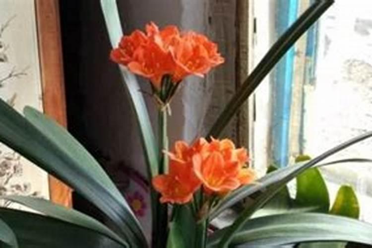 水溶肥和化肥的区别