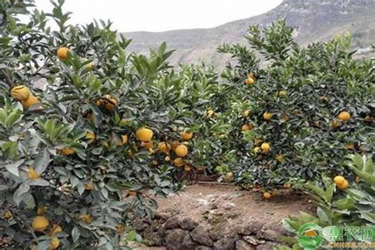 龟背竹如何正确浇水施肥