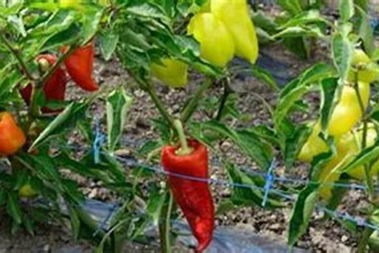 怎么区分红片糖和黄片糖