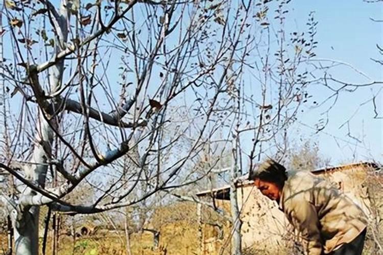 果树促花用什么叶面肥好？