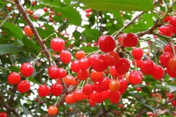 樱桃果小施什么肥好 可以施钾肥吗