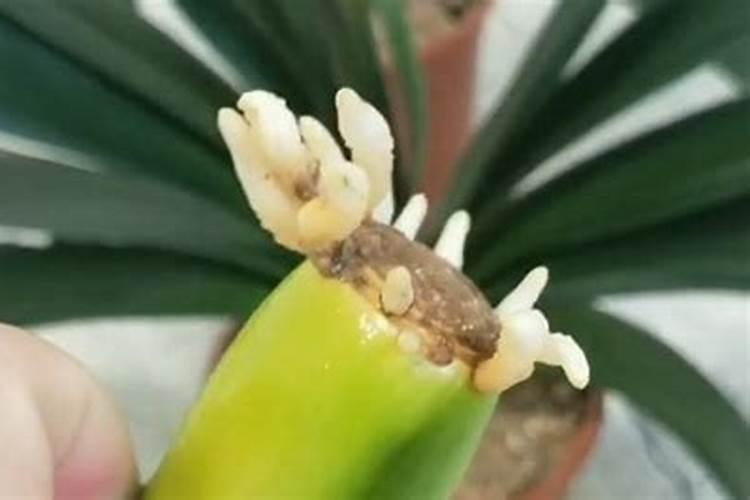 君子兰用什么肥料好