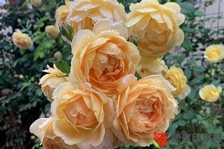 荔枝树每年施肥时间