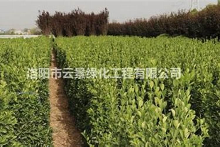国内最好的水溶肥厂家？