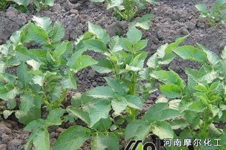 大蒜什么时候浇水