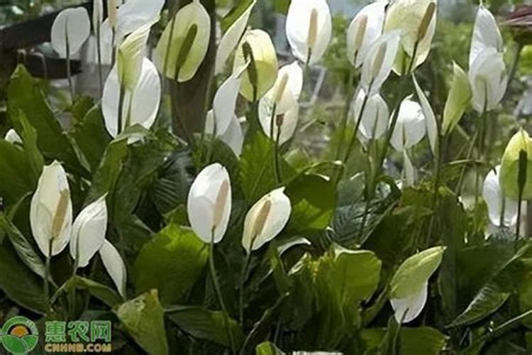 白掌施什么肥开花 注意这两个方面