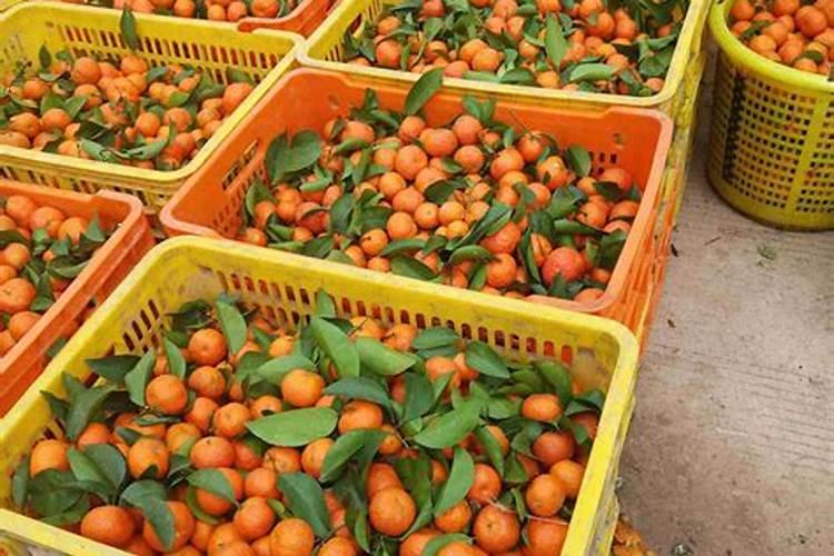 玫瑰一般哪几个月施肥 玫瑰怎么施肥