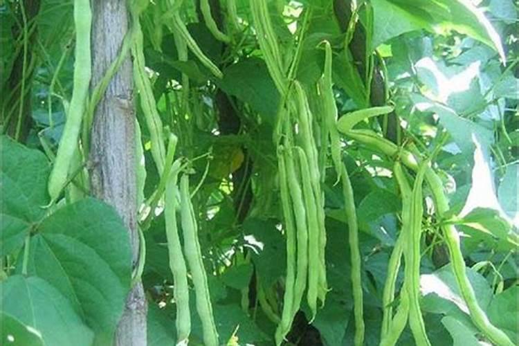 多菌灵治生姜最简单三个方法